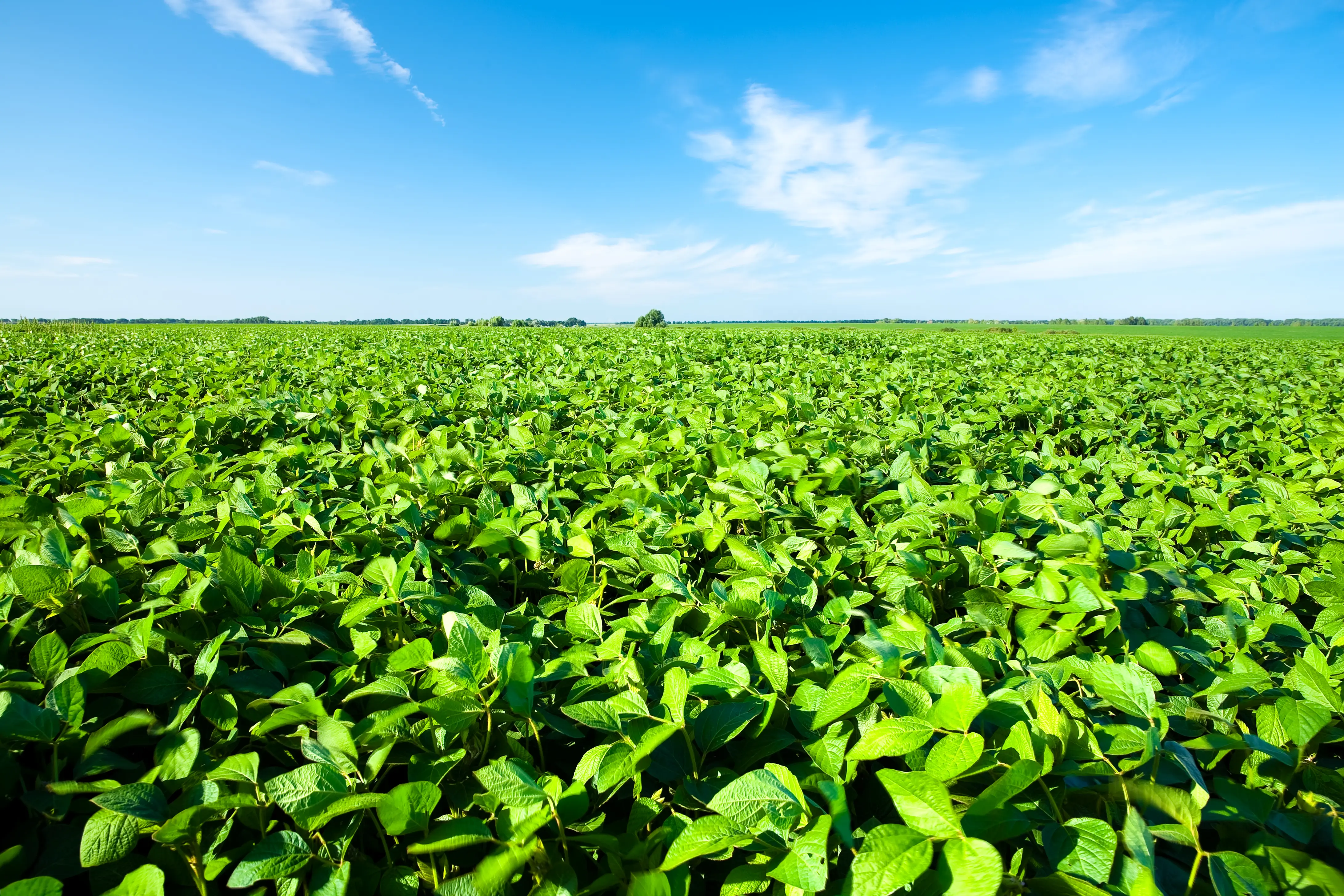 Imagen de insumos agricolas