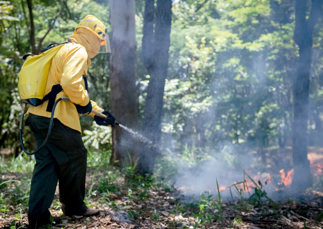 Forestal