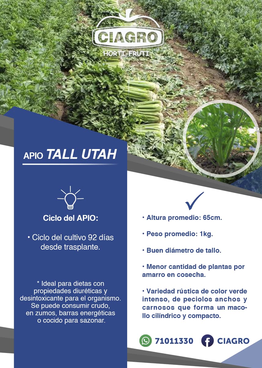 Apio Tall Utah