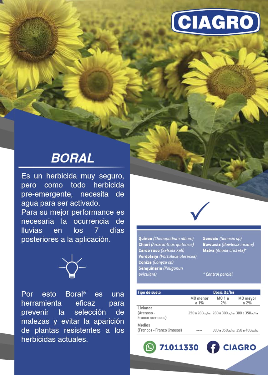 Boral