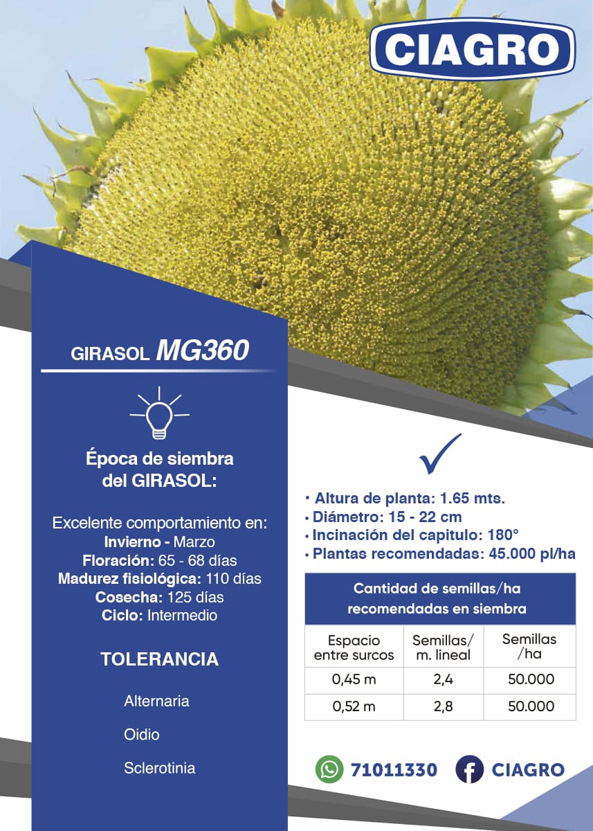 Girasol MG360