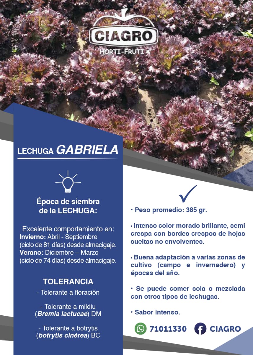 Lechuga Gabriela