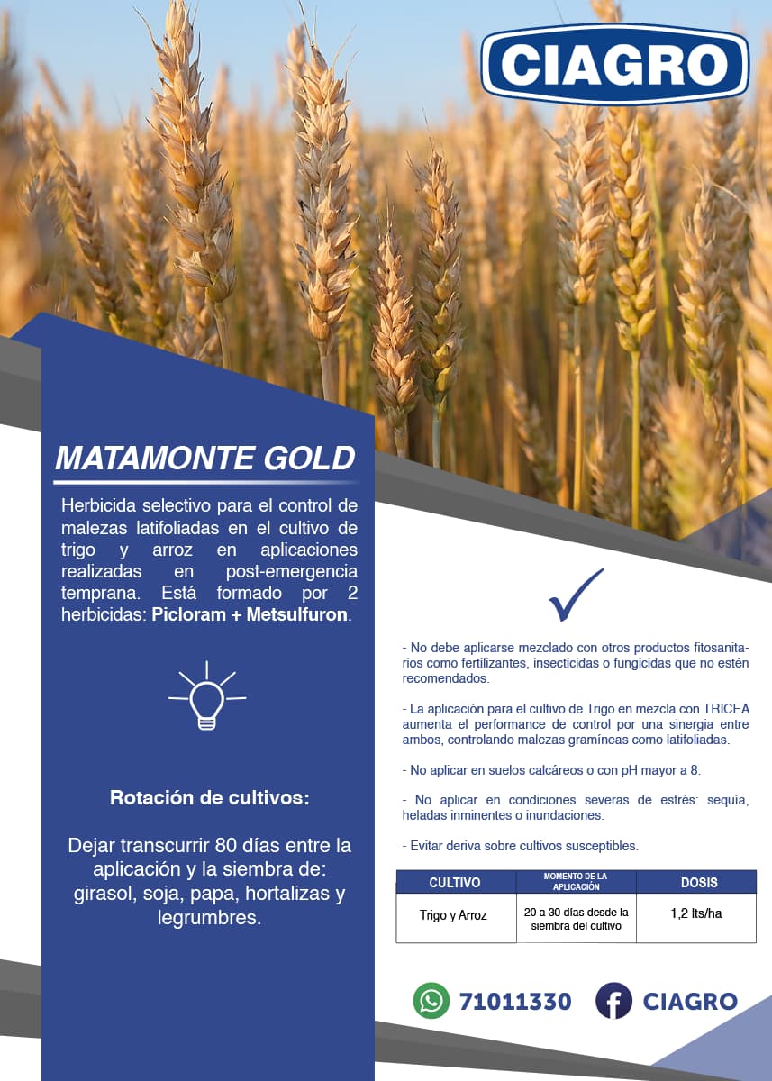 Matamonte Gold