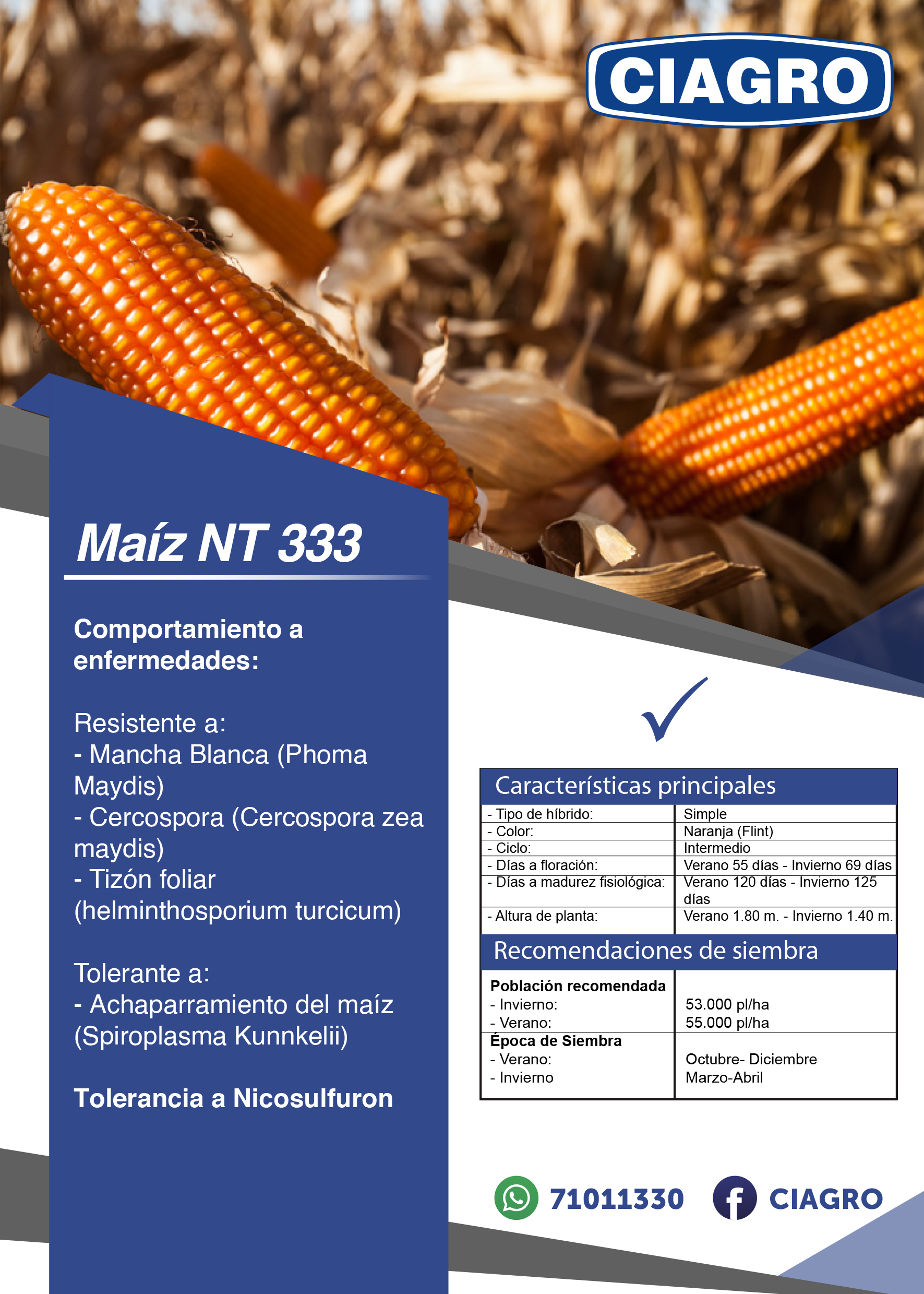 Maiz NT 333