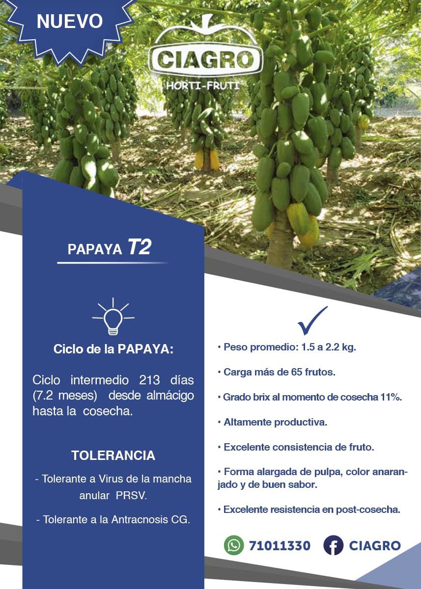 Papaya T2