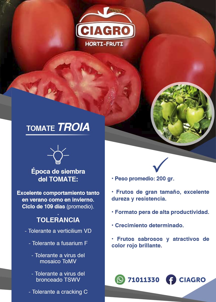 Tomate Troia