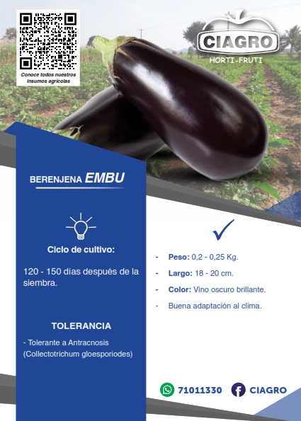 Berenjena Embu
