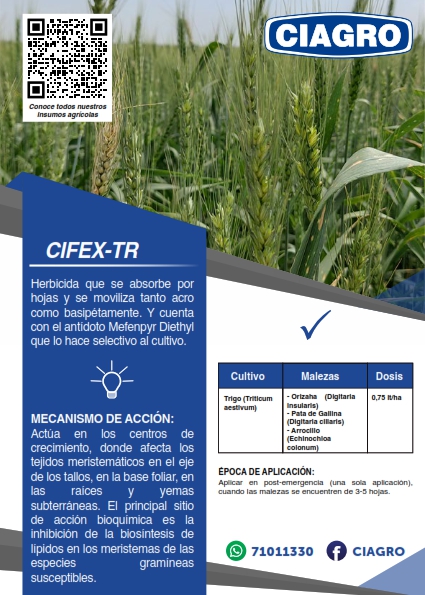 Cifex
