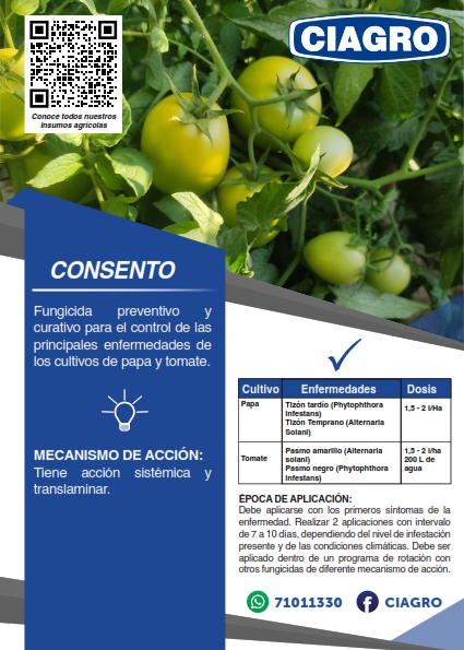 Consento