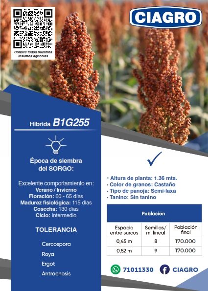 Sorgo B1G255