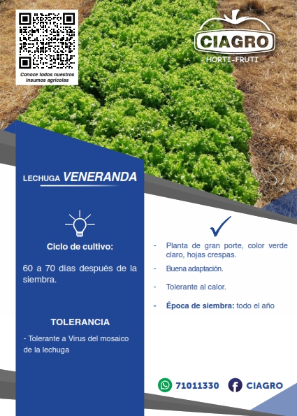 Lechuga Veneranda